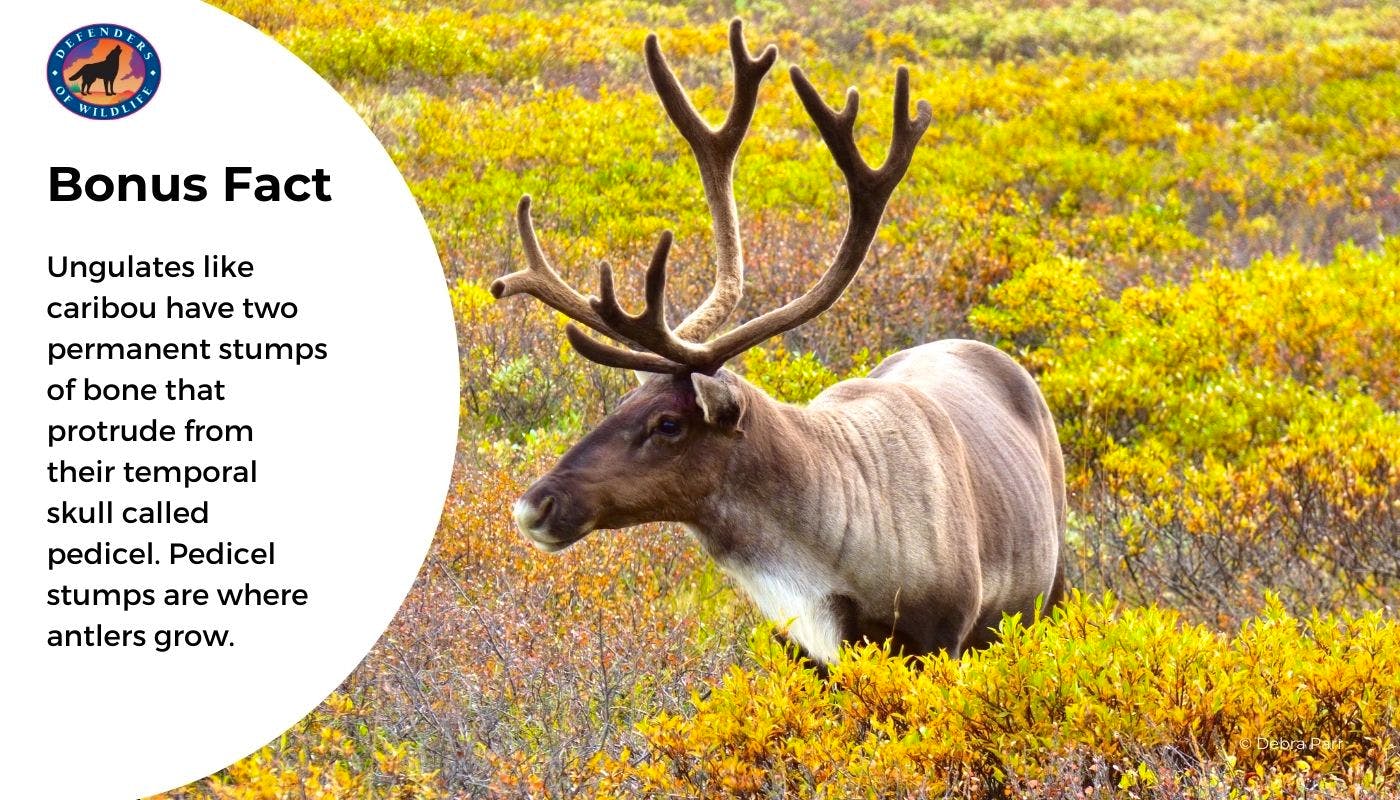 Click Through for Some Caribou Fun Facts Defenders of Wildlife